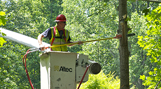 Tree Trimming